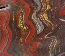 Polished Tiger Iron Stromatolite - ( Billion Years) #64003-1